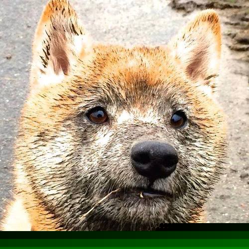 当利拉德披上山西战袍，一位NBA巨星与汾酒之魂的加时传奇