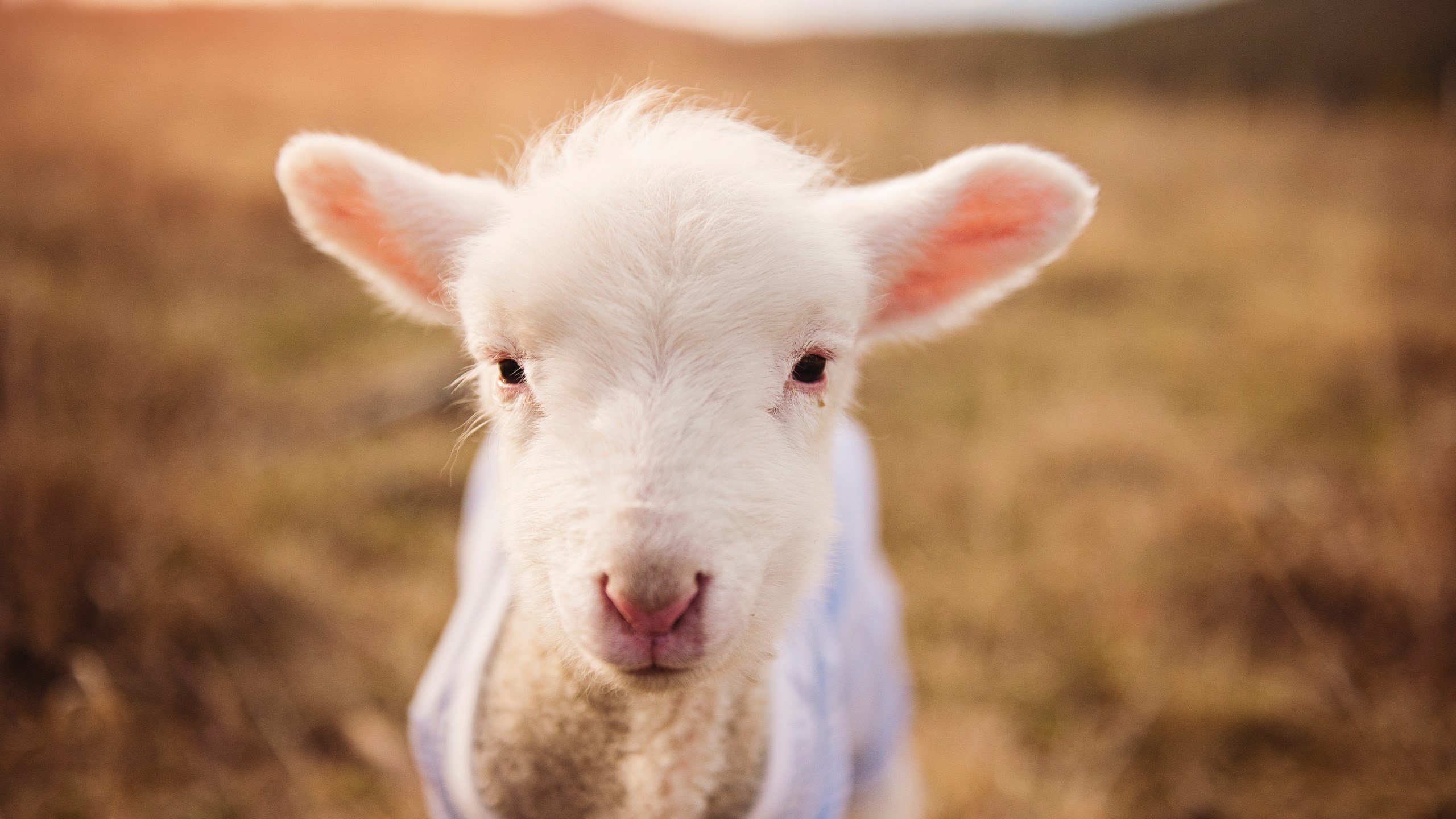 黑马逆袭!武切维奇三双率深圳爆冷爵士,颠覆西部格局的一夜