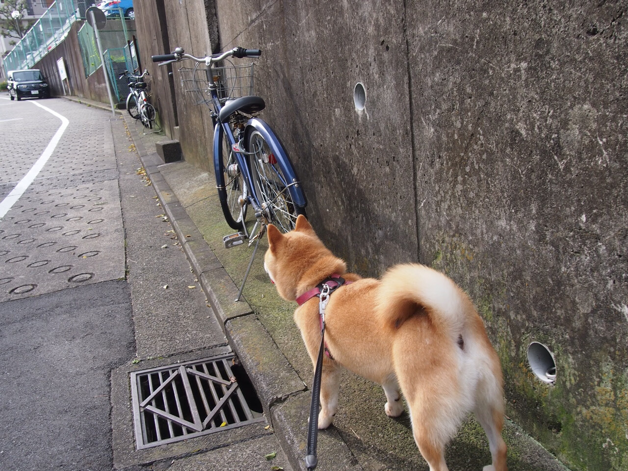 篮坛双面镜，塔图姆绝杀定乾坤，活塞狂胜显锋芒