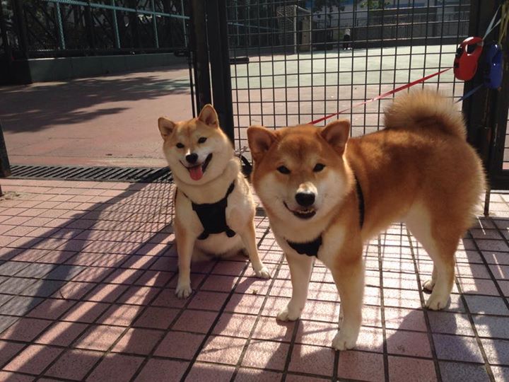 双线叙事,鏖战老鹰与奥运接管,塔图姆如何在一个夜晚定义自己的时代