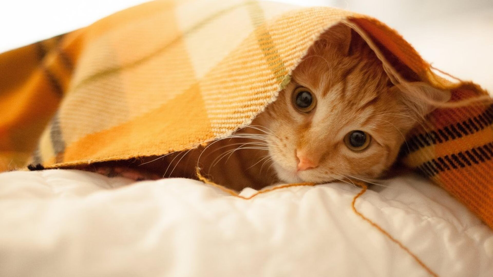 冰与沙的足球对话，奥利维耶的节奏独奏