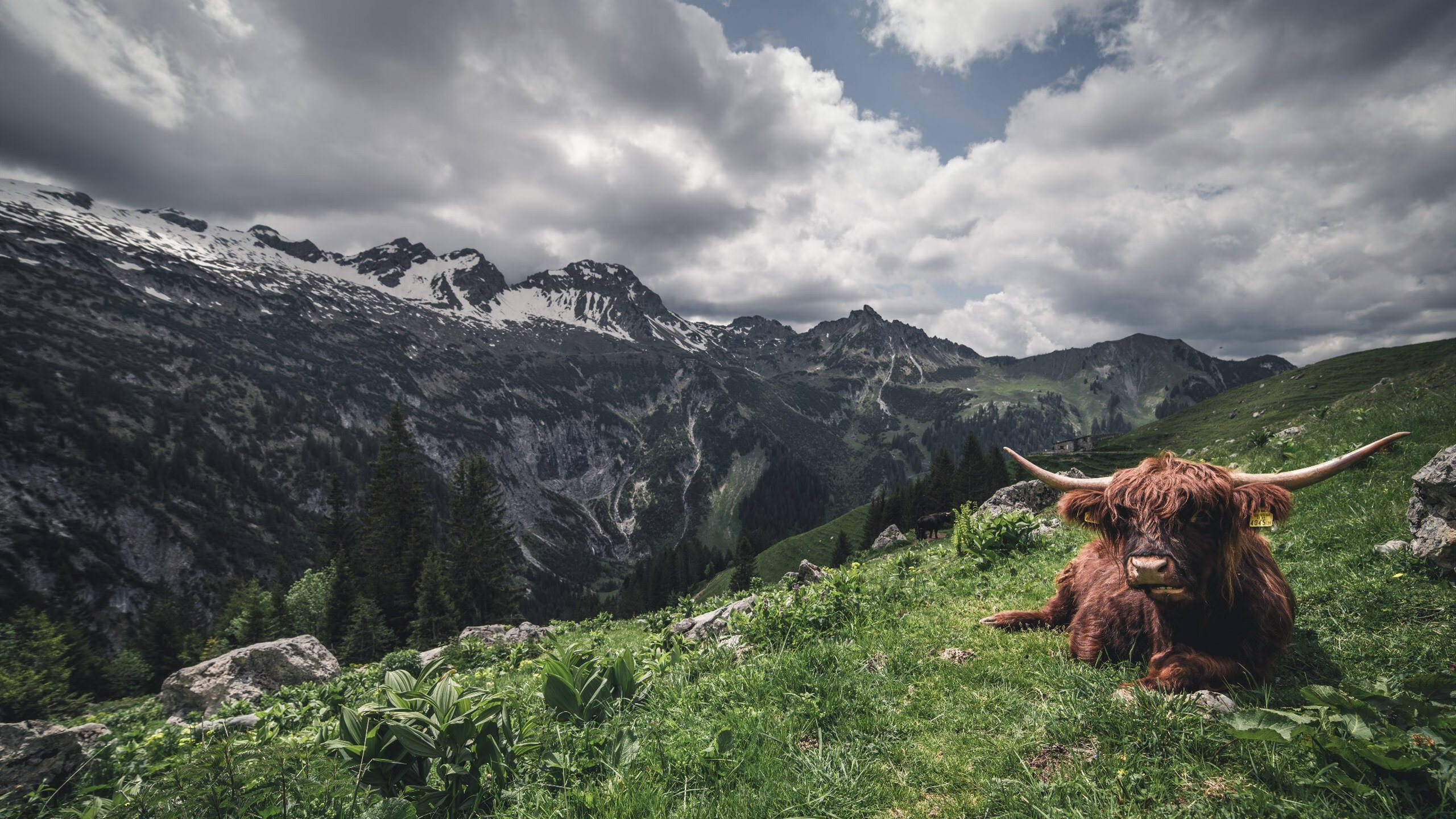 开云体育官网-逆转剧本，从威斯特法伦到CBA球馆的悬念美学