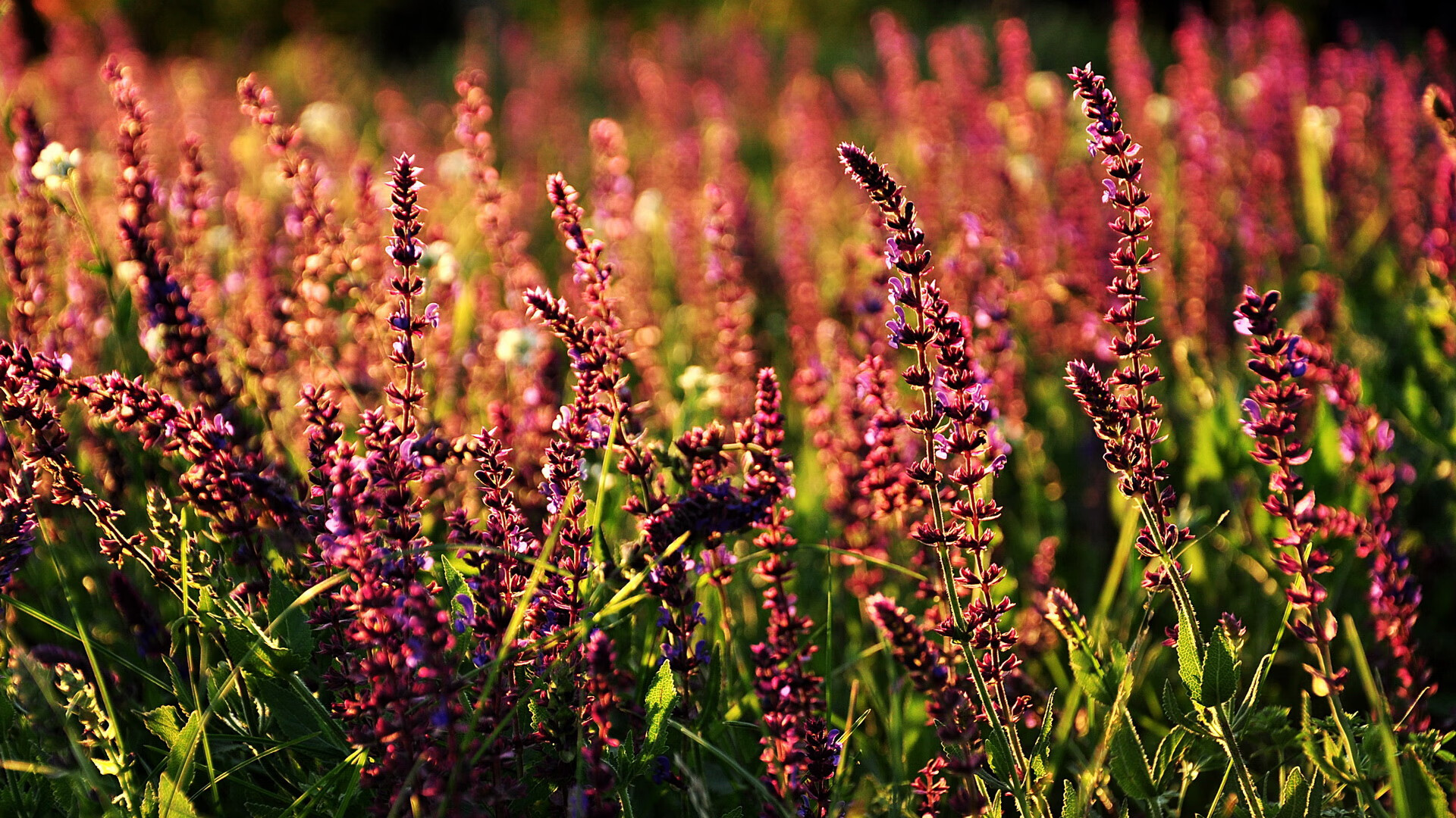 银河战舰碾过山姆大叔，当足球旧神在世界排名争夺战的焦点轰鸣中，为资本新贵写下注脚