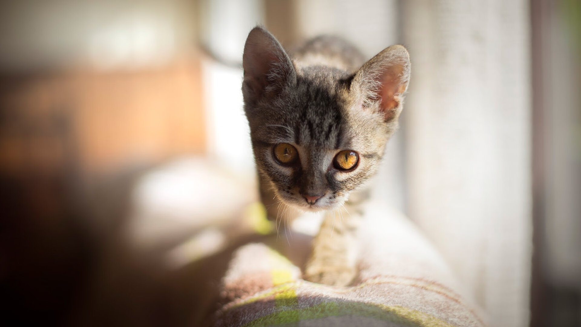 亚洲飓风席卷南美豪强，当德国引擎布雷默遭遇中国火力网的另类巅峰