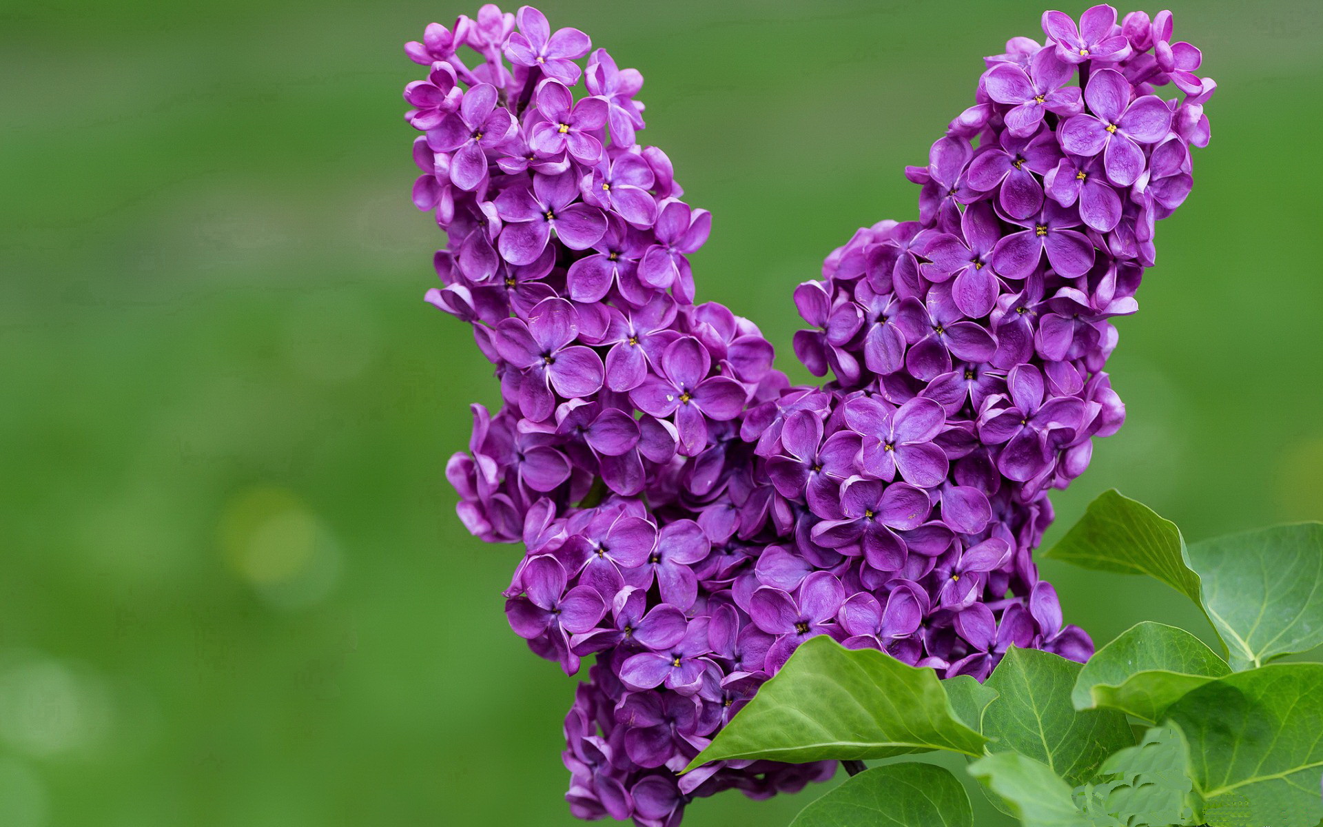 拉文连珠炮轰垮火箭防线，骑士三叉戟全面压制休城