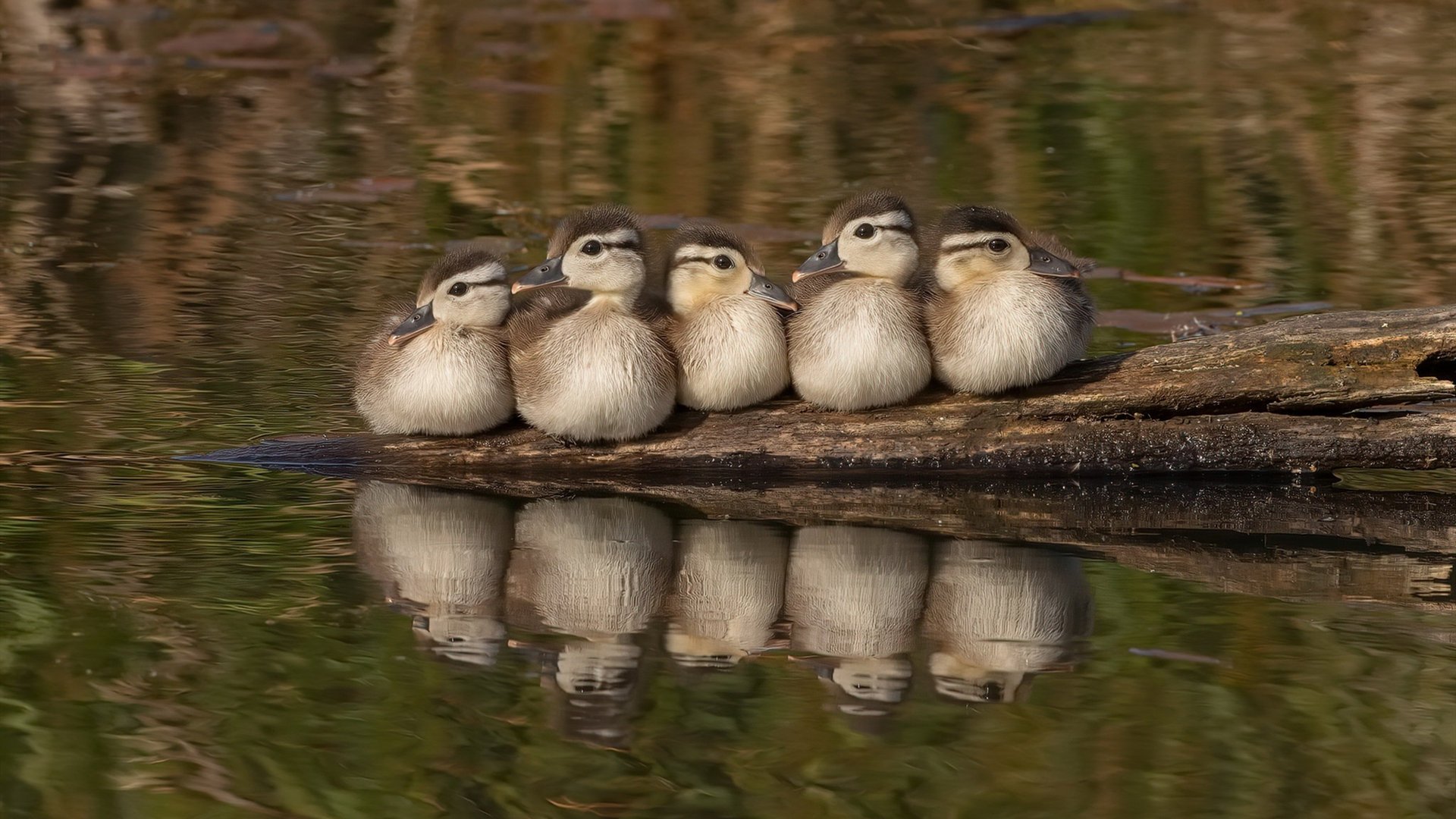 断腿之翼，阿圭罗的战术奇迹，与里昂那个没有前锋的夜晚