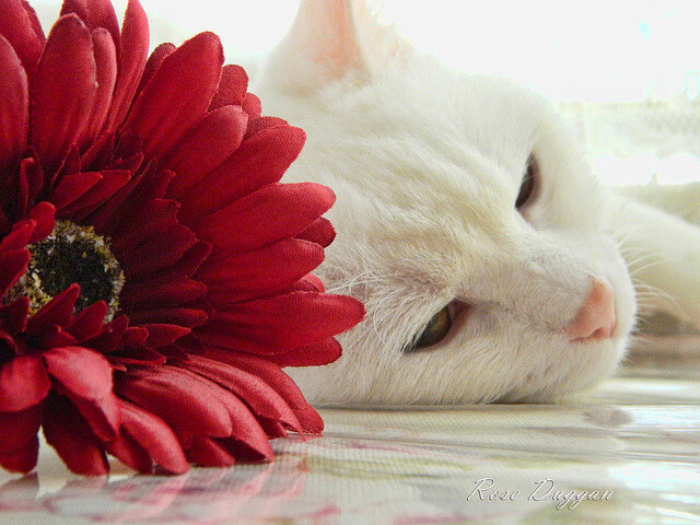 欧冠篮球半决赛焦点战，新奥尔良鹈鹕火力全开，压制孟菲斯灰熊晋级在望