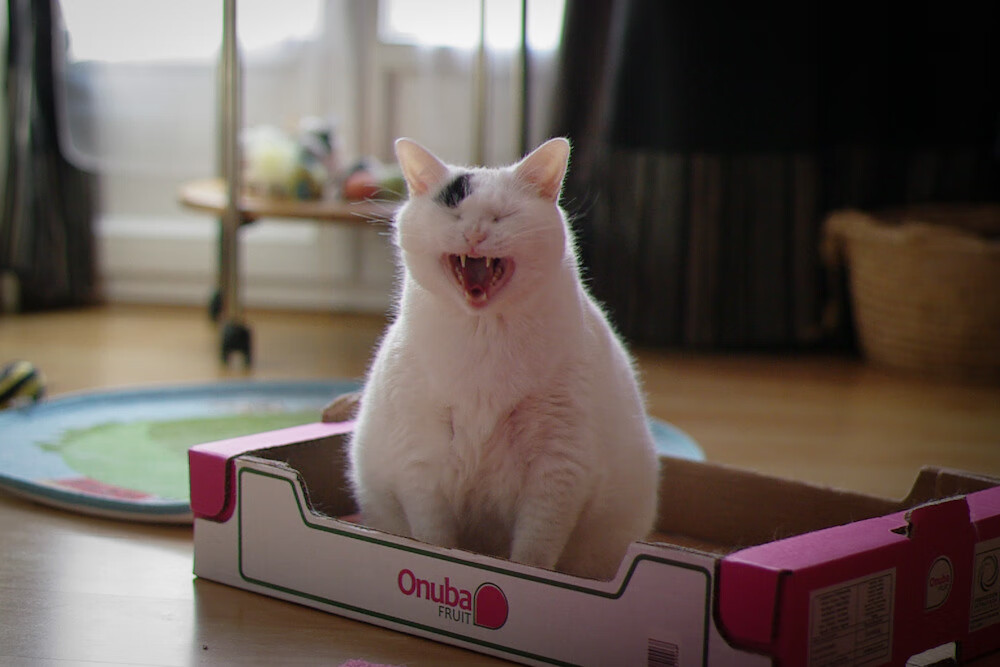 命运操盘手的叹息,当布伦森按下篮球宇宙的静音键