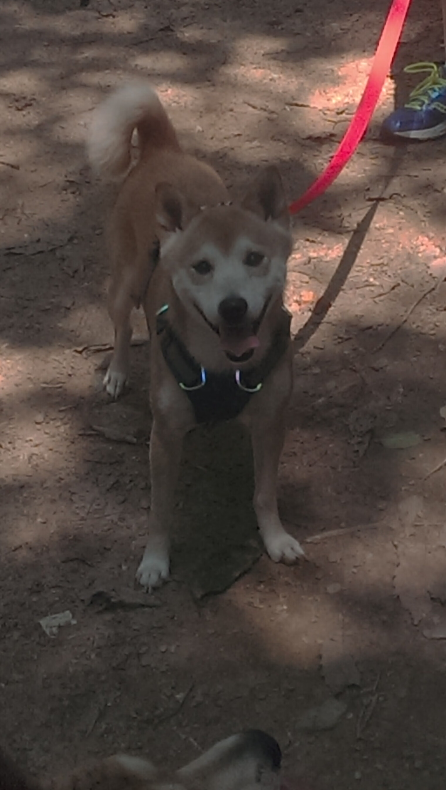 重装城墙与手术刀，AC米兰战术切割洪都拉斯式冲击，德里赫特一夫当关