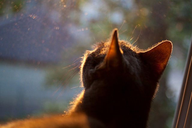 双面关键先生，当哈兰德与波兰队共同诠释收割时刻