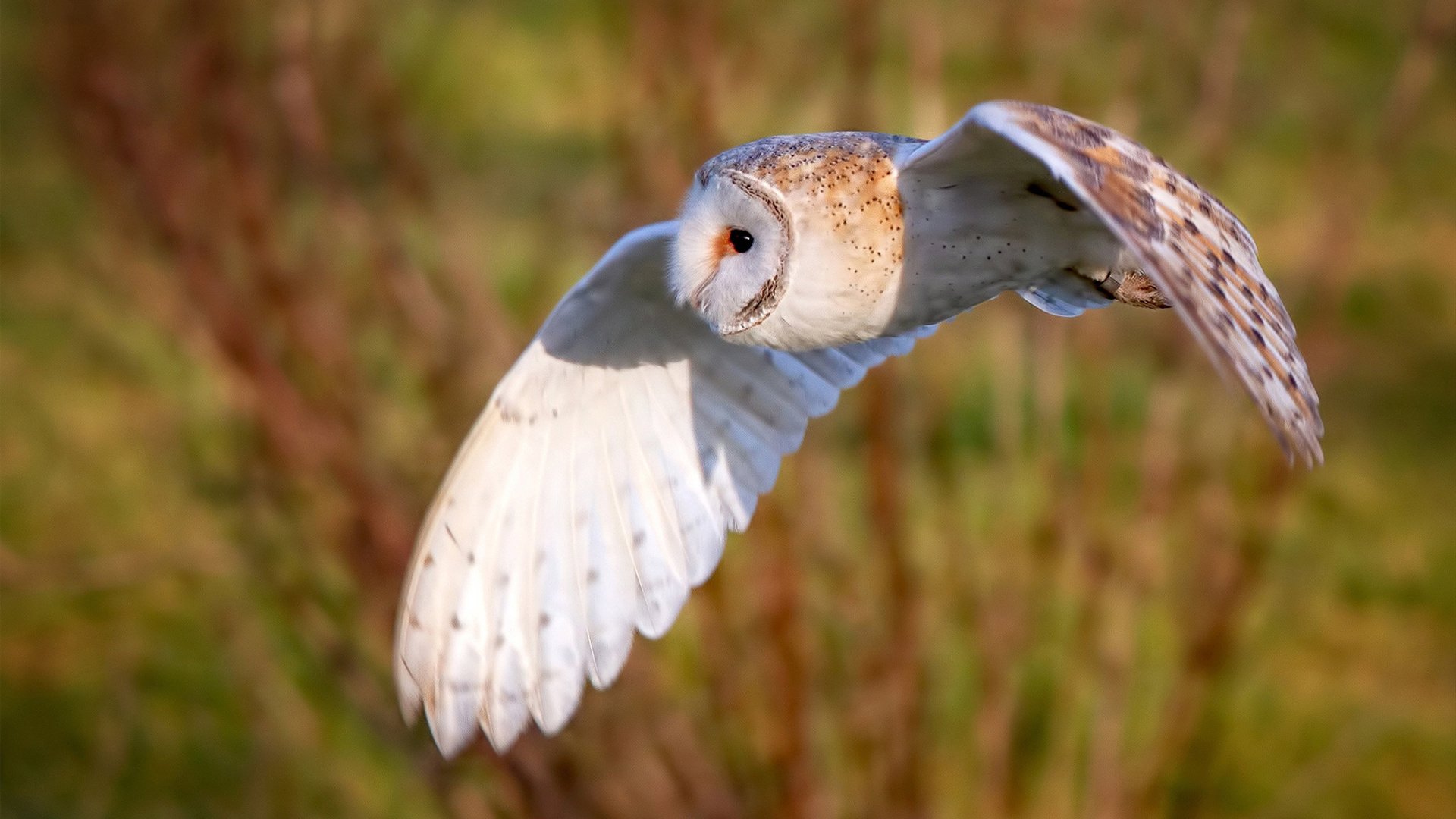 开云体育平台APP-诺坎普奇迹，无人看好的阿克如何一球击碎拜仁神话？