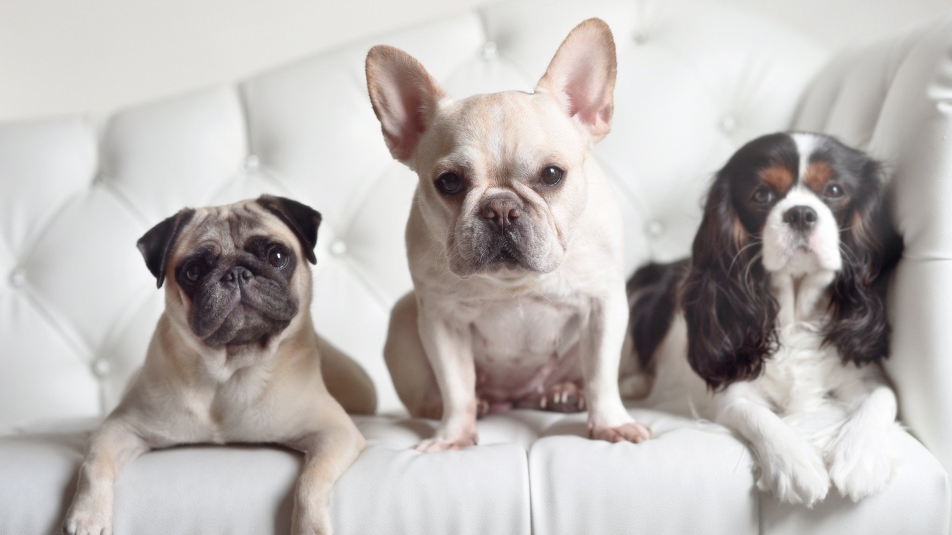 约基奇定义统治力，凯尔特人诠释系统性，胜利的两种公式