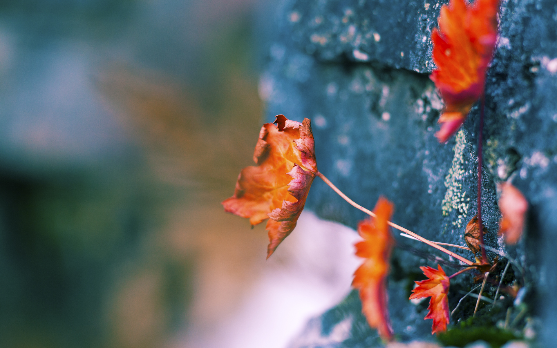 赛道战术，当公牛队的黑科技在篮球场完成弯道超车