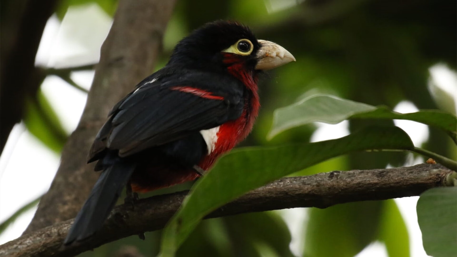 奥运周期下的冷门惊雷，森林狼爆冷北京队的战术启示