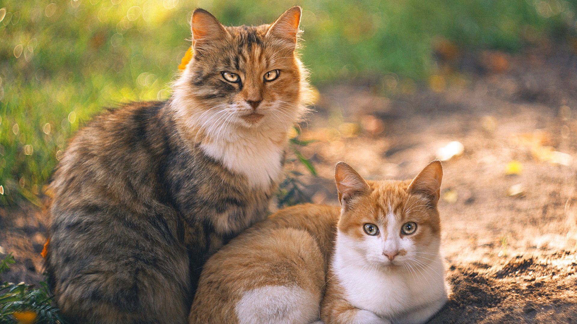 当塔图姆身披雷霆战袍，丹佛之夜，他撕碎了剧本