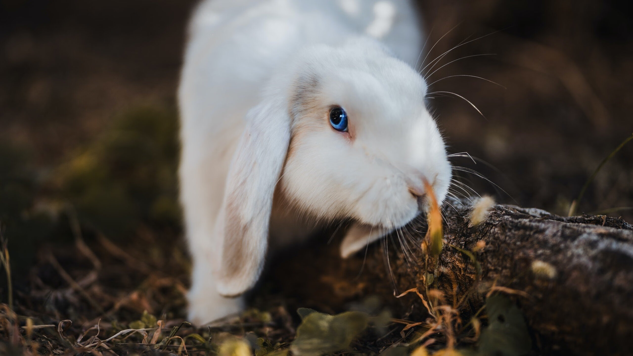 当克瓦拉茨赫利亚刷新纪录之夜，拜仁用德意志铁蹄碾过英格兰的梦