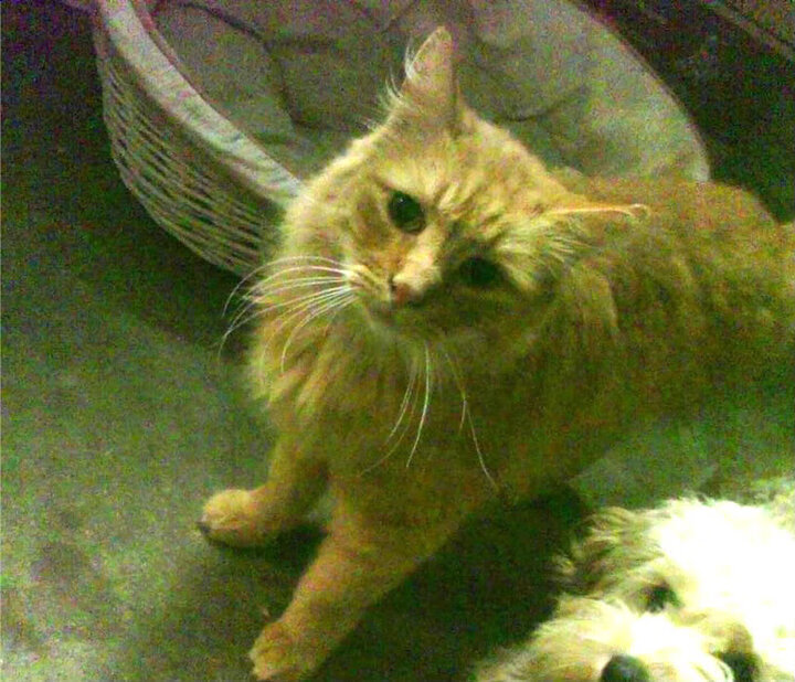 墨色防守，布伦森如何在火箭对阵猛龙中一笔锁乾坤